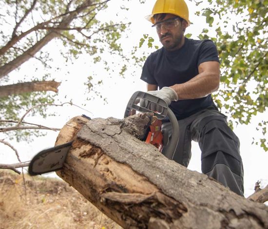 Tree service