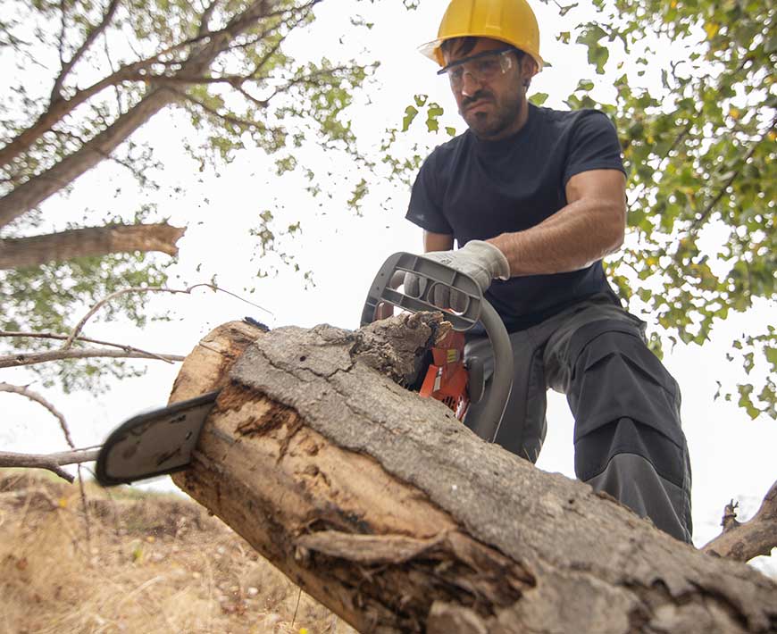 Tree service