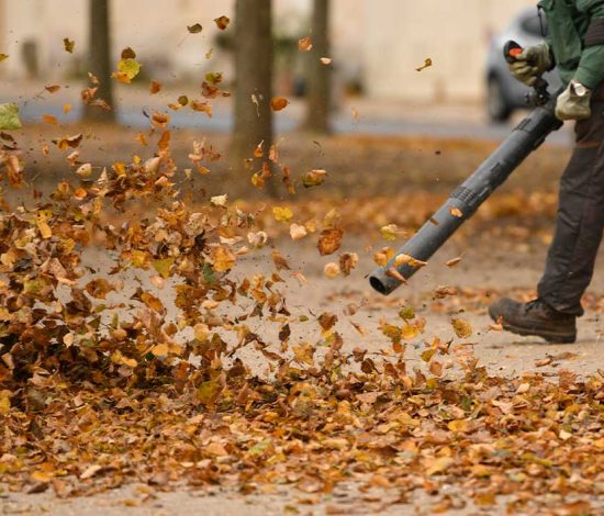 Yard Cleanup