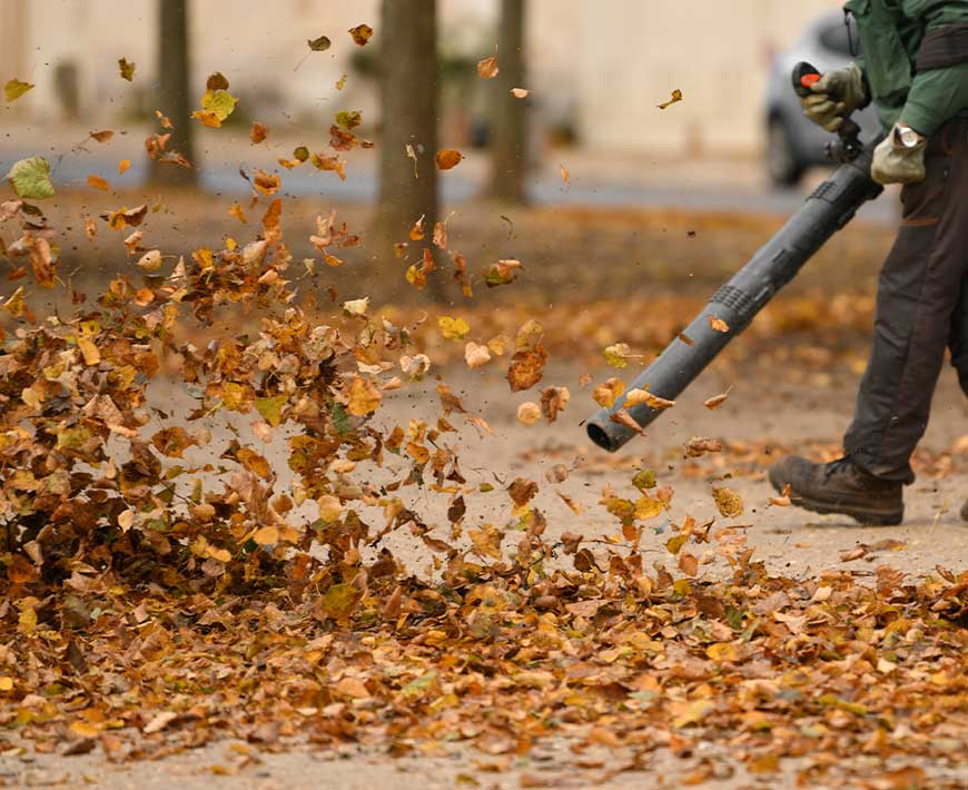 Yard Cleanup